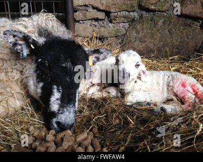 Holwick, Middleton in Teesdale, Co Durham, Regno Unito il 4 aprile 2016 non ancora 5 minuti il vecchio twin gli agnelli sono nati per una cura shearling pecora in un granaio in modo bassa fattoria in Teesdale superiore nel nord Pennine colline dove il loro periodo di figliatura oggi ha iniziato ufficialmente. (C) Kathryn Hext/Alamy Live News Foto Stock