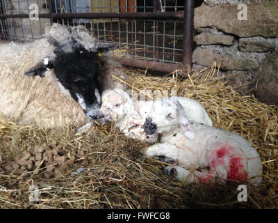 Holwick, Middleton in Teesdale, Co Durham, Regno Unito il 4 aprile 2016 non ancora 5 minuti il vecchio twin gli agnelli sono nati per una cura shearling pecora in un granaio in modo bassa fattoria in Teesdale superiore nel nord Pennine colline dove il loro periodo di figliatura oggi ha iniziato ufficialmente. (C) Kathryn Hext/Alamy Live News Foto Stock