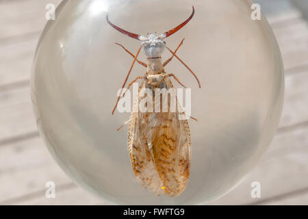 Megalotteri in vetro Foto Stock