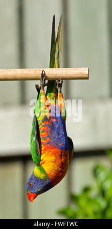 Gli uccelli di Australia - Uccelli fotografati in Australia sia selvatici e in cattività, originali e non originali Foto Stock