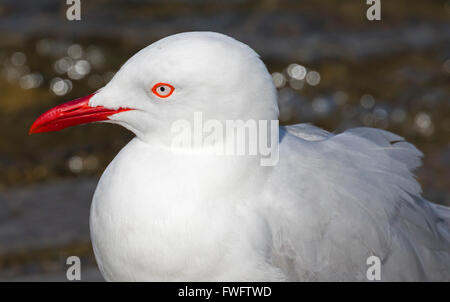 Gli uccelli di Australia - Uccelli fotografati in Australia sia selvatici e in cattività, originali e non originali Foto Stock