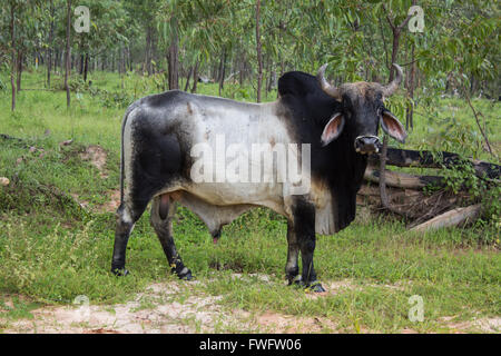 Enorme bull con grande palle in piedi sul lato della strada nell'Outback australiano Foto Stock