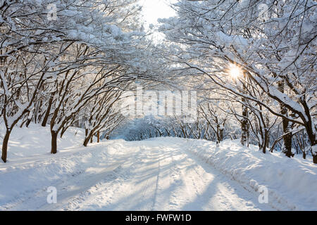 Corea del Sud: Naejangsan montagna in inverno con neve Foto Stock