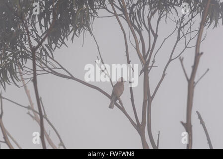 Un arroccato Jay fotografato in una nebbiosa mattina portoghese Foto Stock