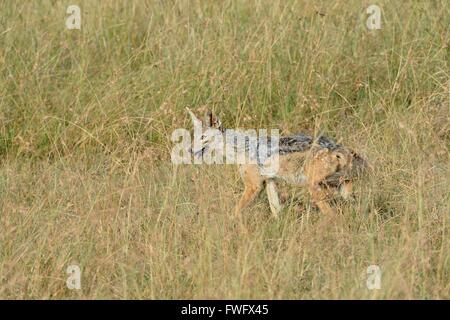 Nero-backed jackal - Sella-backed jackal - Argento-backed jackal (Canis mesomelas) passeggiate in erba alta Masai Mara Foto Stock