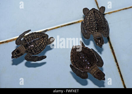 Ca. 1 Monat alte Oliv-Bastardschildkroeten (Lepidochelys olivacea) in Aufzuchtstation, Bali, Indonesien Foto Stock