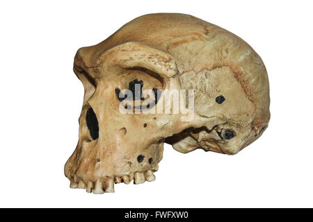 Replica del Cranio di Homo Heidelbergensis, uomo rhodesiano - Kabwe 1 Foto Stock