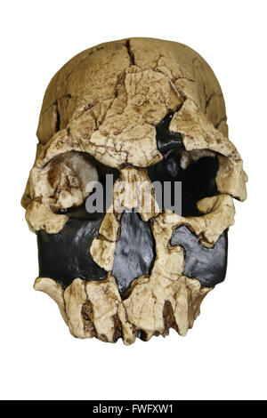 Homo rudolfensis cranio KNM-ER 1470 Foto Stock