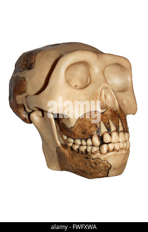 Cranio di replica di Java uomo Homo erectus Foto Stock