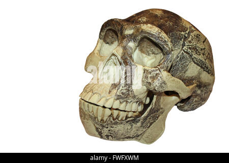 "Pechino uomo' Zhoukoudian (Choukoutien) Homo erectus cranio Foto Stock