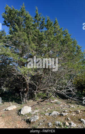 Ginepro fenicio Tree - Juniperus phoenicea Akames foresta, Cipro Foto Stock