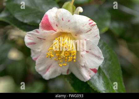 Fioritura di Camellia, un genere di piante in fiore nella famiglia Theaceae in una serra a Chatsworth House, Bakewell, Inghilterra, Regno Unito. Foto Stock