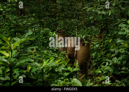 Pigmei Bayaka nella foresta pluviale Equatoriale, Repubblica Centrafricana, Africa Foto Stock