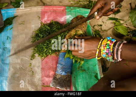 Pigmei Bayaka nella foresta pluviale Equatoriale, Repubblica Centrafricana, Africa Foto Stock