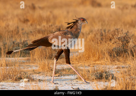 Elegante secretarybird camminando nella savana africana in cerca di cibo Foto Stock