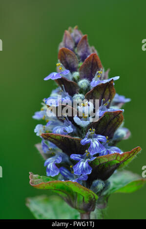 Bugle Ajuga reptans perenne fiore blu UK Foto Stock