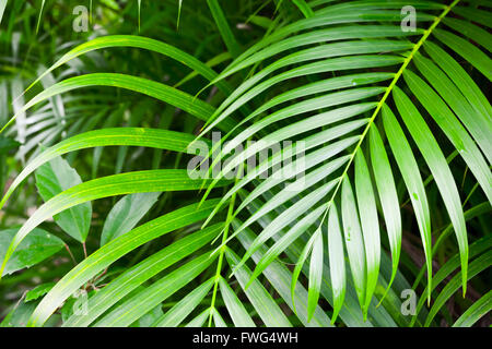 Colore verde brillante Palm tree foglie, natura tropicale foto di sfondo Foto Stock