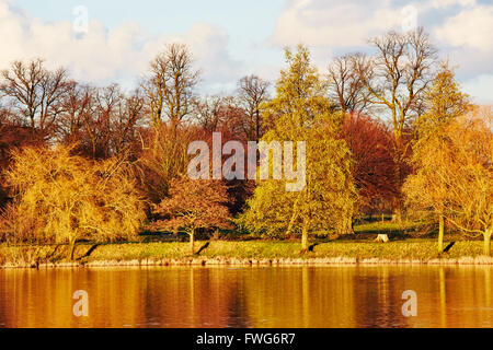 Vista di alberi in riva al lago del parco di Wollaton Hall di Nottingham, Inghilterra, Regno Unito. Foto Stock