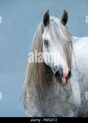 Gypsy Vanner cavallo mare Foto Stock