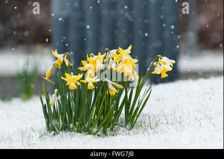 Giunchiglie coperte di neve in Powys, Wales, Regno Unito. Foto Stock