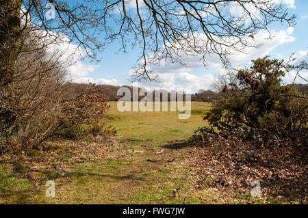 Ampio angolo di visione di un prato di campagna incorniciata dagli alberi Foto Stock