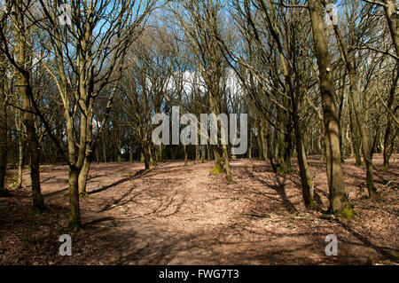 Percorso di foresta in una radura con luce solare natfural e ombre Foto Stock