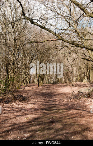 Percorso di foresta in una radura con luce solare natfural e ombre Foto Stock