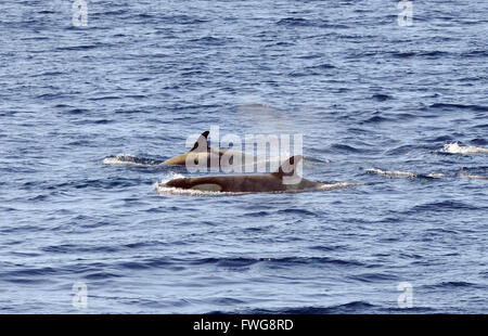 Le orche assassine o orcas (Orcinus orca). Questi sono di tipo B Orcas. Speranza Bay, Trinità Penisola, Penisola Antartica, Antartide. Foto Stock