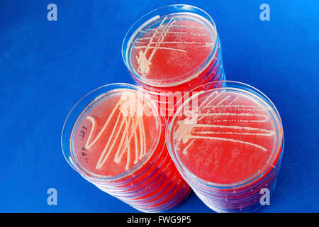 Un batterio in capsule di petri. Foto Stock