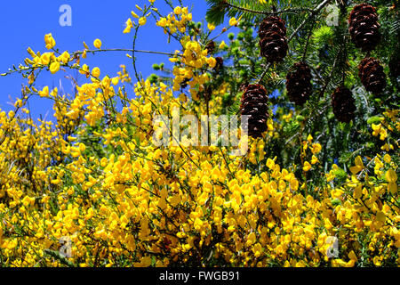 Tipica Toscana fiori vicino alla zona del Chianti, Italia Foto Stock