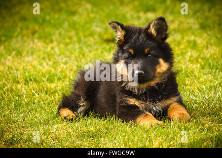 Bohemian Pastore cucciolo - Czech National razza, la razza più popolare in Repubblica ceca, buona watch dog, child friendly Foto Stock