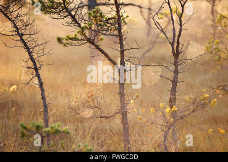 Mattinata nebbiosa nella foresta e alberi con la ragnatela pieno con gocce di rugiada Foto Stock