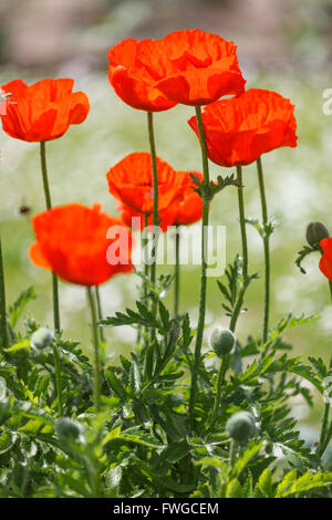 Papavero rosso closeup in un giardino Foto Stock