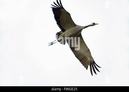 Comune o gru eurasiatica (grus grus). Avvicinando una zona di alimentazione. Numero cinque principali ala sinistra mancante o rotto. Foto Stock