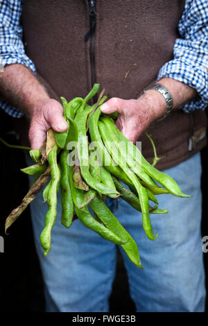 Un uomo con una manciata di lunga verde vivace i baccelli, verdure fresche. Foto Stock