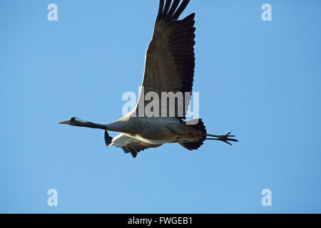 Comune o gru eurasiatica (grus grus). La corsa verso il basso. Avvicinamento a un'area di atterraggio. Numero cinque principali ala sinistra mancante o rotto. Foto Stock