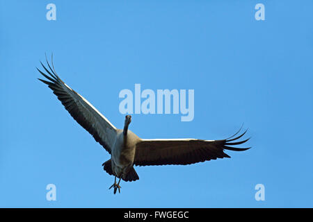 Comune o gru eurasiatica (grus grus). Volo di avvicinamento. Broadland. Norfolk. Regno Unito. Foto Stock