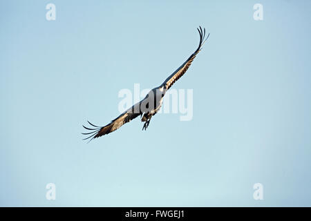 Comune o gru eurasiatica (grus grus). Volo di avvicinamento. La ricognizione prima dello sbarco. Broadland. Norfolk. Regno Unito. Foto Stock