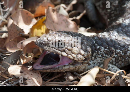 Blue tongue Skink o Blue tongue Lizard (Tiliqua scincoides), Australia occidentale, Australia Foto Stock