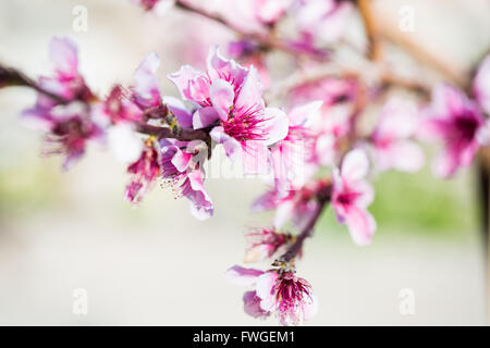 Peach Blossom in Andalusia Foto Stock