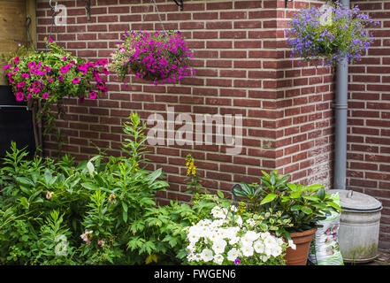 Nei cestini appesi su una parete in un giardino di primavera Foto Stock