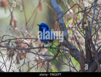Splendida Fairy-wren (Malurus splendens), Gamma di Stirling National Park, Australia occidentale, Australia Foto Stock