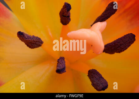 Bellissimi i tulipani di colore giallo con rosso arancio sono un ampia e diversificata famiglia di piante da fiore, con fioriture che sono spesso col Foto Stock