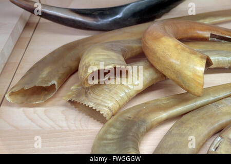 Shofar corno nella Sinagoga Portoghese, Amsterdam, Paesi Bassi. Foto Stock