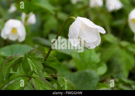 Anemoni di legno (Anemone nemorosa ,) sotto la pioggia, i fiori sono chiusi. Foto Stock