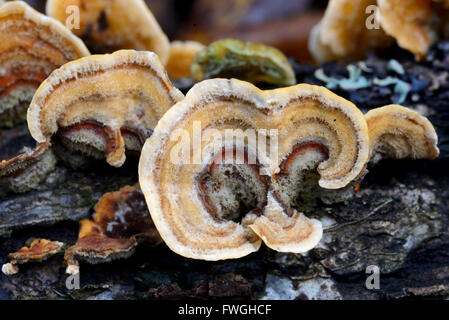 La staffa del fungo o funghi Trametes versicolor cresce su marcio ceppo di albero Foto Stock