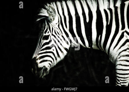 Close-Up di Zebra nella foresta di notte