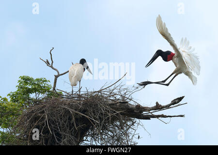 Jabiru Aeroporto (Jabiru Aeroporto mycteria) in volo sopra il suo nido, Pantanal, Mato Grosso, Brasile, Sud America Foto Stock