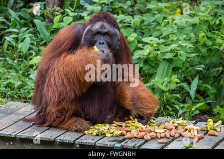 Voce maschile Bornean orangutan (Pongo pygmaeus) con pieno guanciali Semenggoh, un centro di riabilitazione, Sarawak, Borneo, Malaysia, Asia Foto Stock