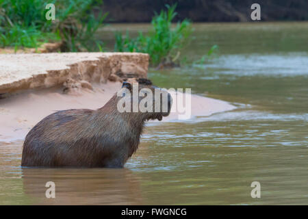 Capibara (Hydrochaeris hydrochaeris) nell'acqua, Pantanal, Mato Grosso, Brasile, Sud America Foto Stock